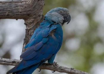 icmbio-informa-que-11-ararinhas-azuis-foram-detectadas-com-circovirus