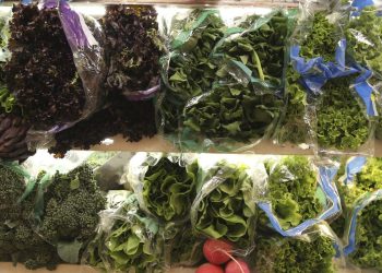 viva-maria-destaca-alimentacao-para-cuidar-do-intestino