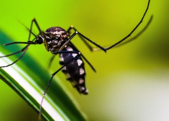 startup-cria-tecnologia-3d-contra-o-mosquito-aedes-aegypti