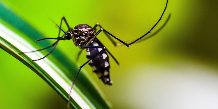 startup-cria-tecnologia-3d-contra-o-mosquito-aedes-aegypti