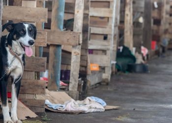 lei-endurece-punicoes-e-reacende-debate-sobre-maus-tratos-a-animais