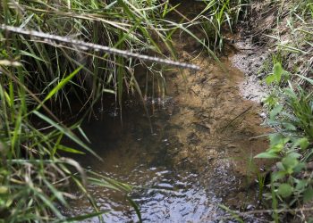 viva-maria:-defesa-das-119-nascentes-da-serrinha-do-paranoa