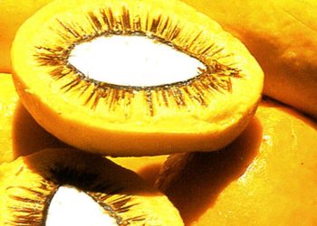 evento-da-embrapa-aproxima-ciencia,-inovacao-e-producao-de-alimentos