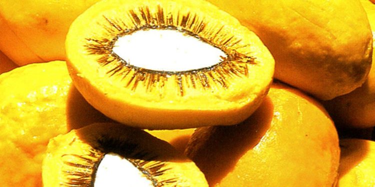 evento-da-embrapa-aproxima-ciencia,-inovacao-e-producao-de-alimentos