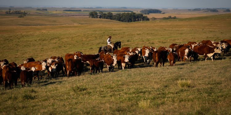 uniao-europeia-restringe-importacao-de-carnes,-peixe-e-mel-do-brasil