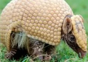 mascote-da-copa,-tatu-bola-continua-ameacado-e-tera-plano-de-protecao