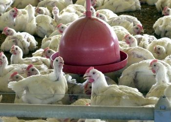 uniao-europeia-pode-retomar-compra-de-frango-e-mel-do-brasil